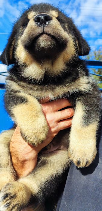 Кавказька вівчарка: хлопчики