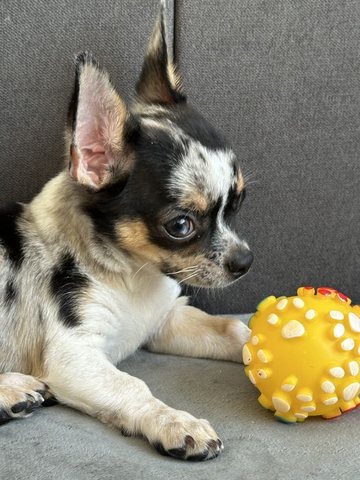 Хлочик чихуахуа.