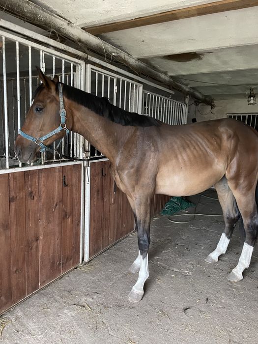 2 letni wałach po C- quattro PS/ Con spirito R