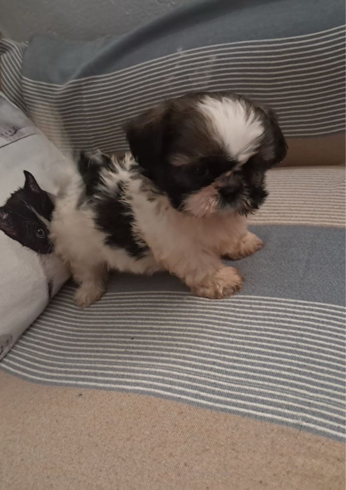 Shih-tzu macho top