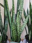 Sansewiera olbrzymia