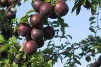 Саджанці та черенки чорноплодного абрикоса сорту Чорний принц