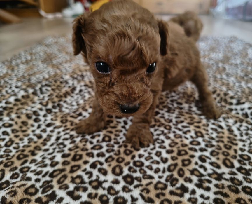 Pudel Toy/Miniatura do rezerwacji !