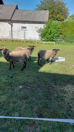 Owce rasy suflok