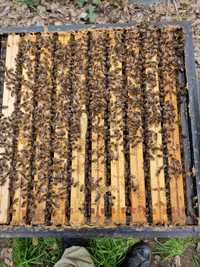 Pszczoły, rodziny pszczele gotowe do sezonu- ramka wielkopolska