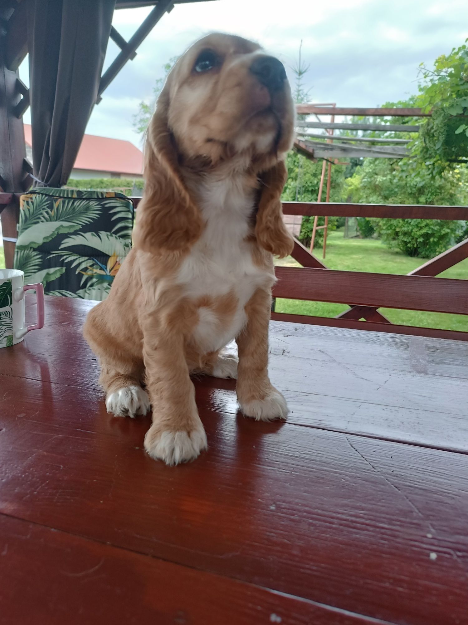 Suczka Cocker spaniel angielski.
