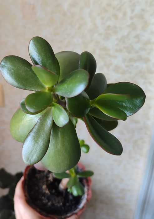 Комнатный цветок Денежное дерево толстянка