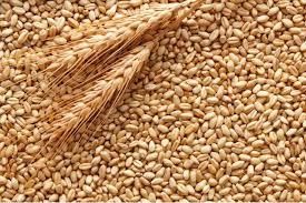 Продам пшеницю 7,50грн за кг