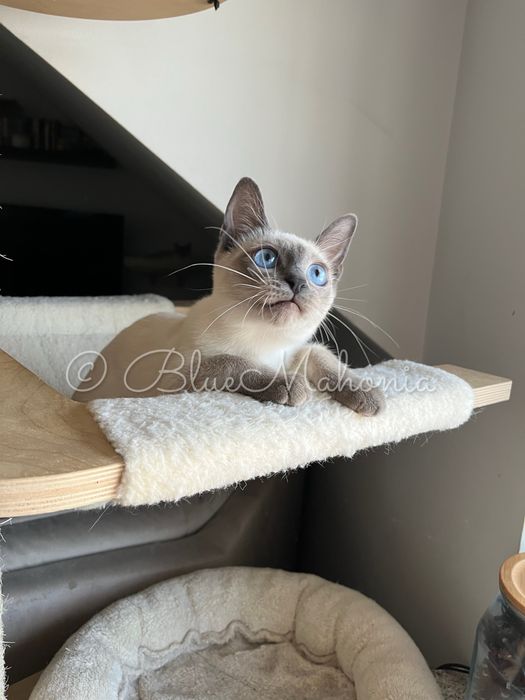 Kocurek tajski Forrest z legalnej hodowli