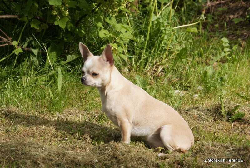 Chihuahua suczka z rodowodem FCI