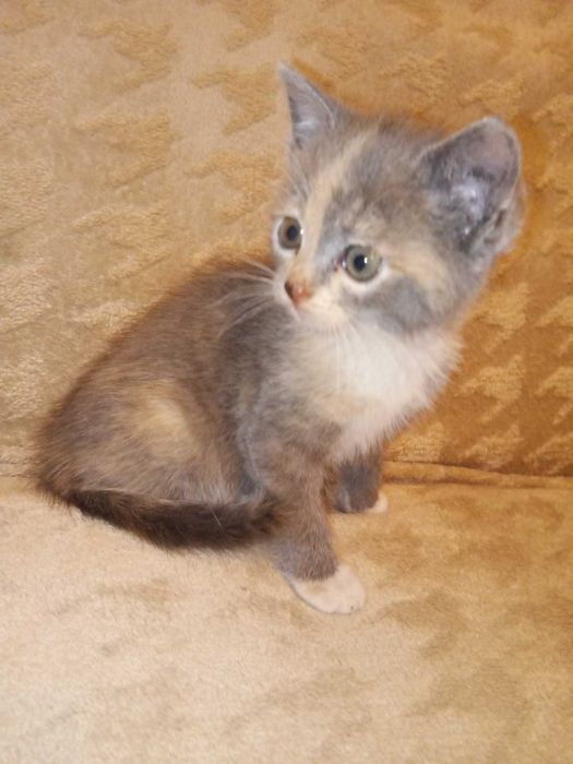 Котенятко в добрі руки