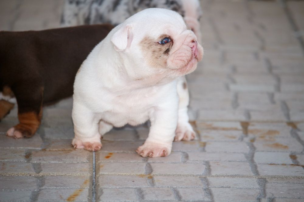 Bulldog ingles exotico