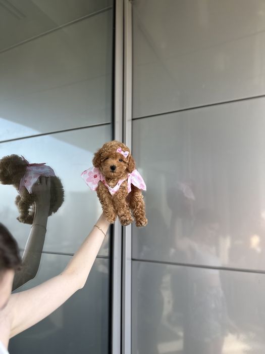 mini Teddy vip Мальтипу