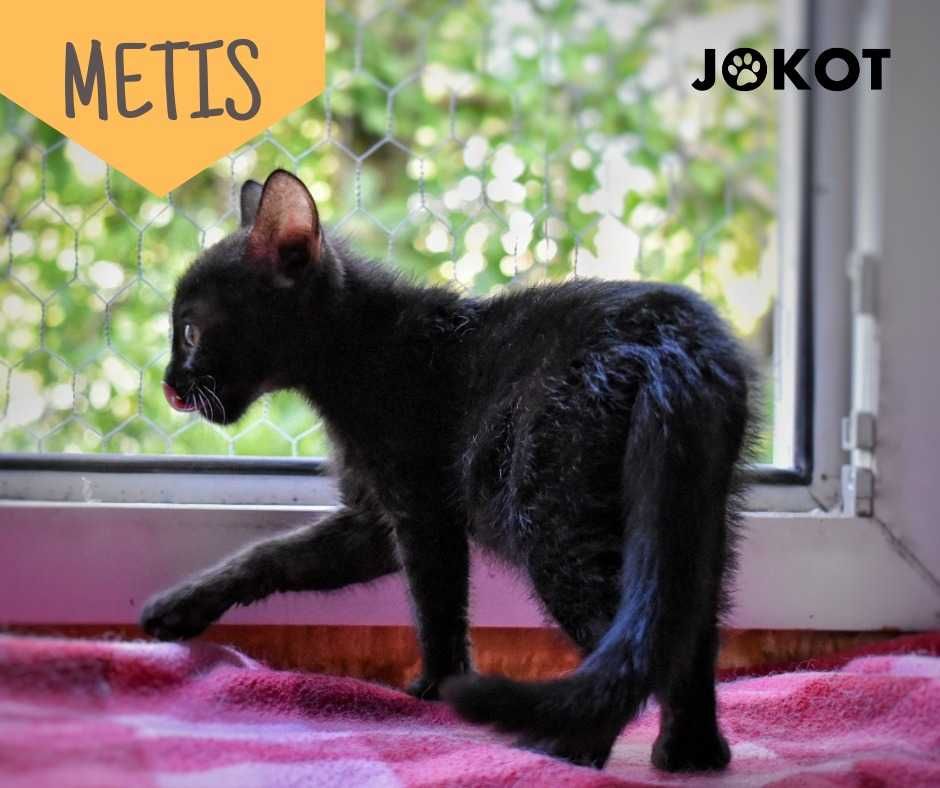 Energiczna kotka Metis szuka swojego domu