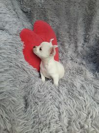 Chihuahua dziewczynka