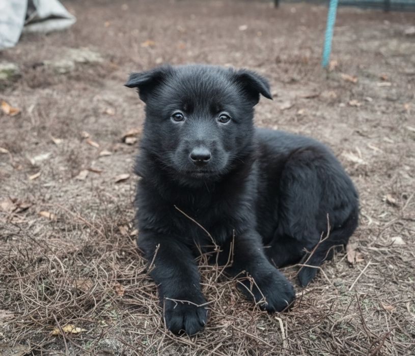 Продам чистокровних цуценят німецької вівчарки