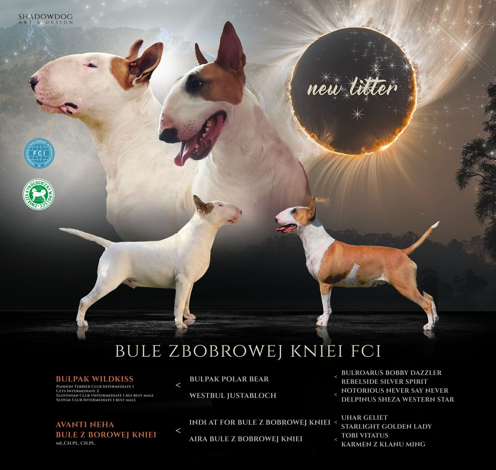 Sunia Bulterier Standard