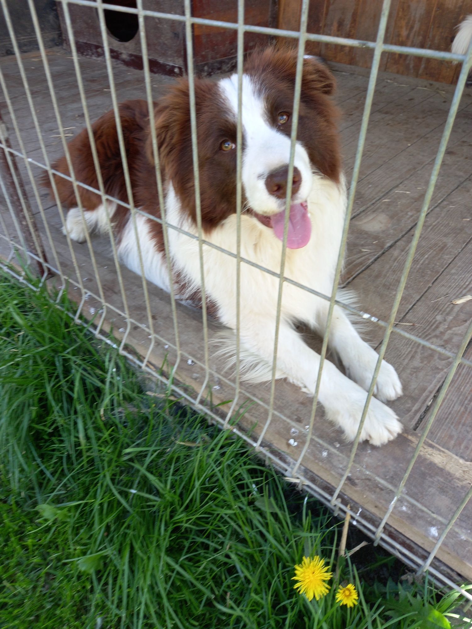 Border collie dorosły pies z Lini ( show ) 2 latek.