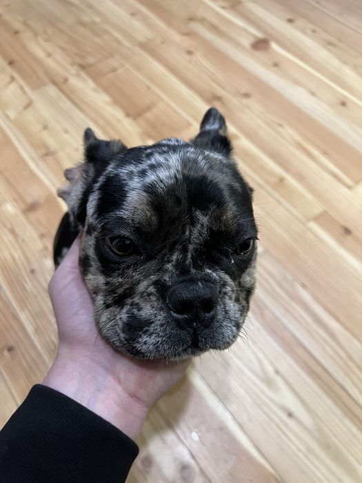 Французький бульдог