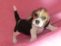 Fêmea Beagle Tricolor com LOP/Pedigree/Afixo