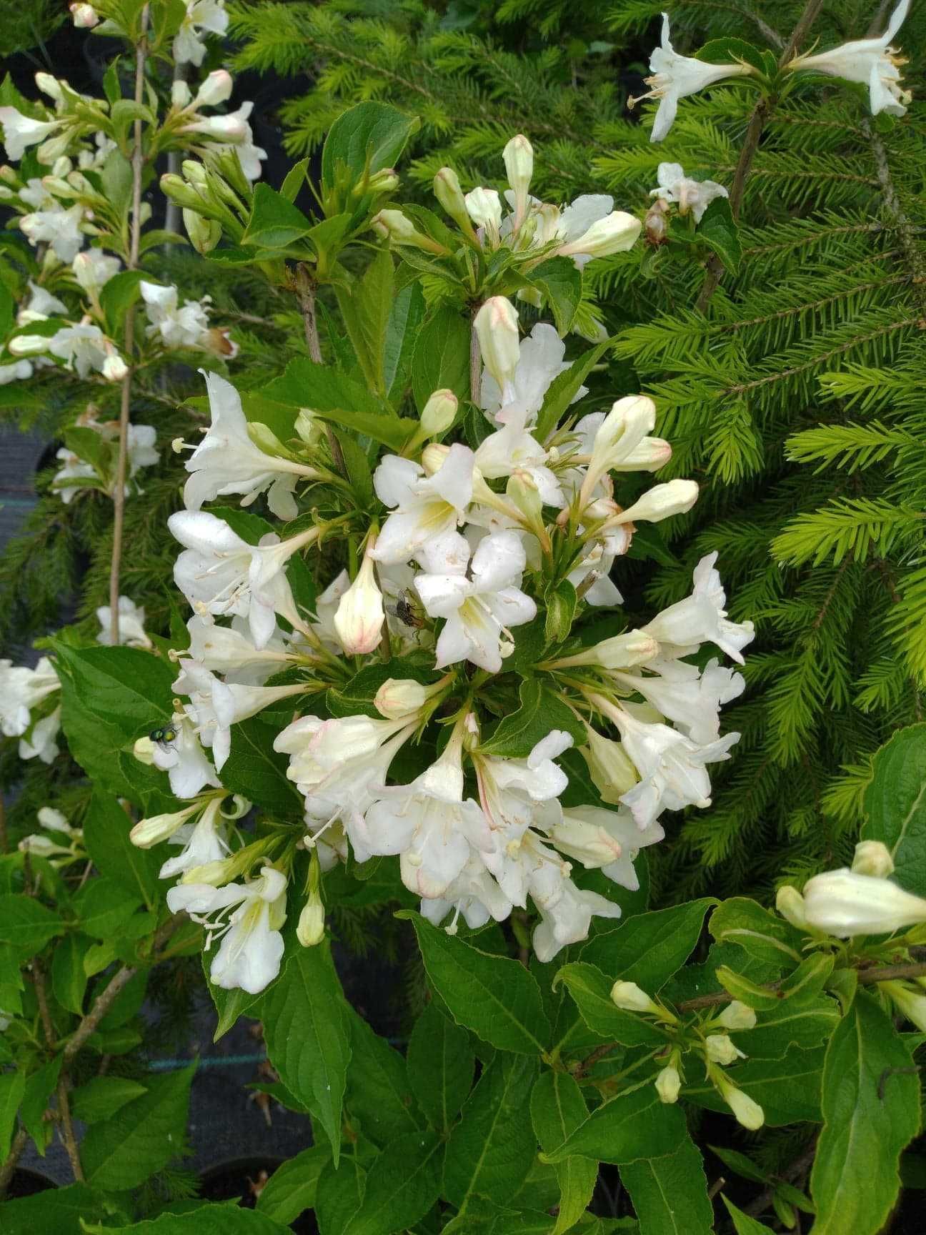 weigela krzewuszka, candida , nana purpurea, variegata, marjorie