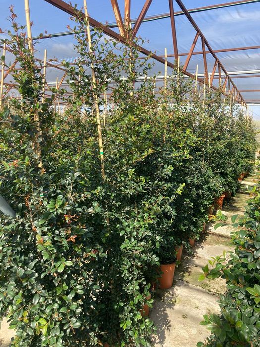 eugenia myrtifolia newport e Melaleuca para sebe para sebe