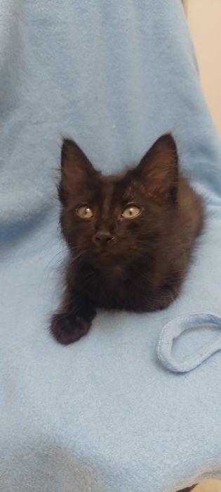 Шукаю люблячу родину