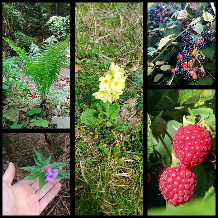 Саджанці  ялиці, ліщини