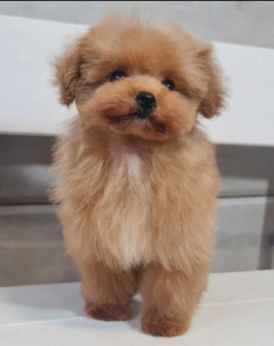 Pudel toy - piesek FCI ZKWP