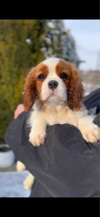 Кавалер кинг чарльз спаниель.