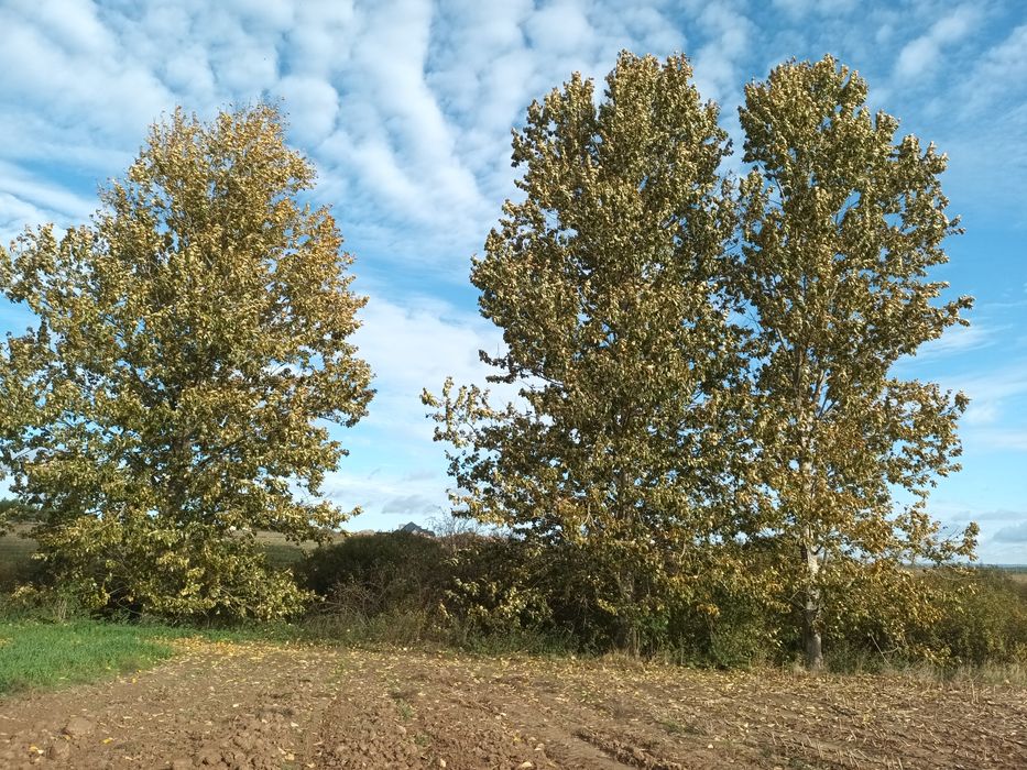 Topola 4 szt Na deski -przemysł Tartaczna