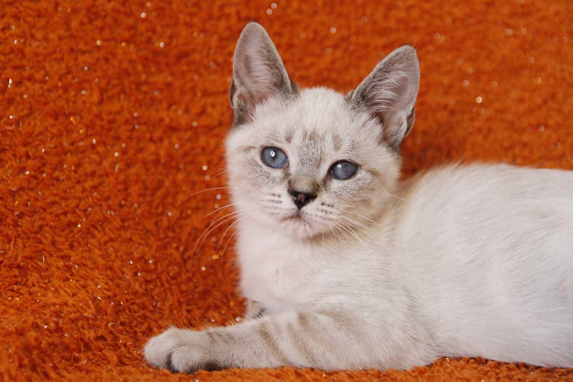 Gatinha 3 meses - adoção responsável BRAGA