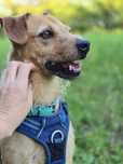Luluś – rudy przystojniak szuka domu! Adopcja
