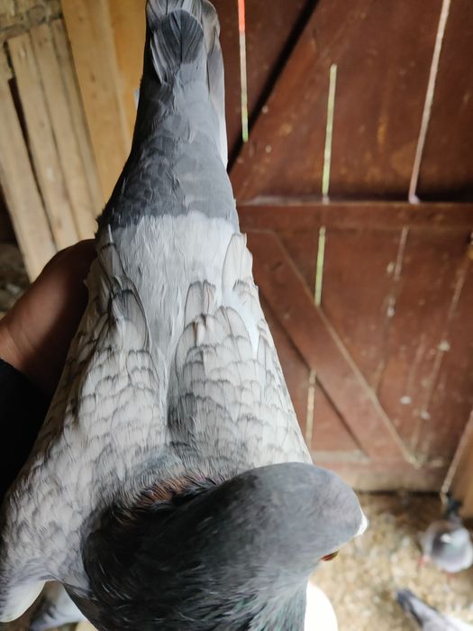 Gołębie pocztowe Adama Braszko