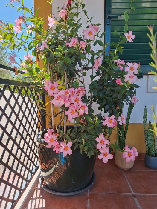 Plantas extriores