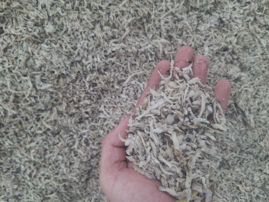 Wysłodki buraczane z różnych cukrowni