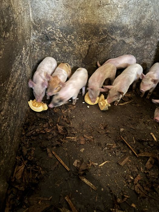 Свині домашні продаємо