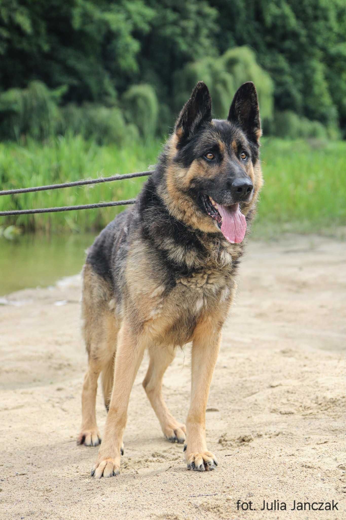 Astor 4-5 lat owczarek niemiecki gotowy do adopcji