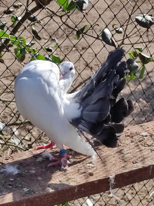 Pawiki różne kolory