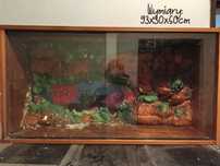 Terrarium szklane z wyposażeniem