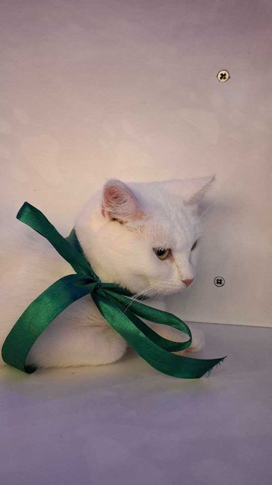 Кому пухнасту блондинку ?