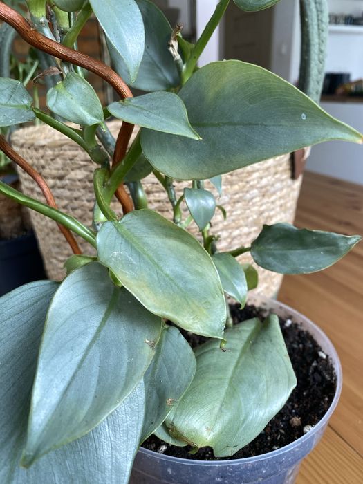 Filodendron hastatum Silver Dust