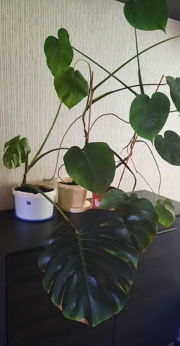 Продам монстеру деликатесную