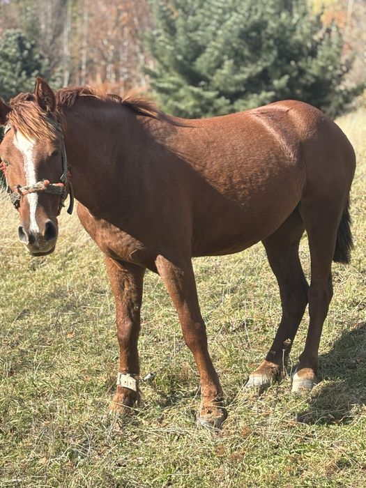 Кобила молода робоча продається