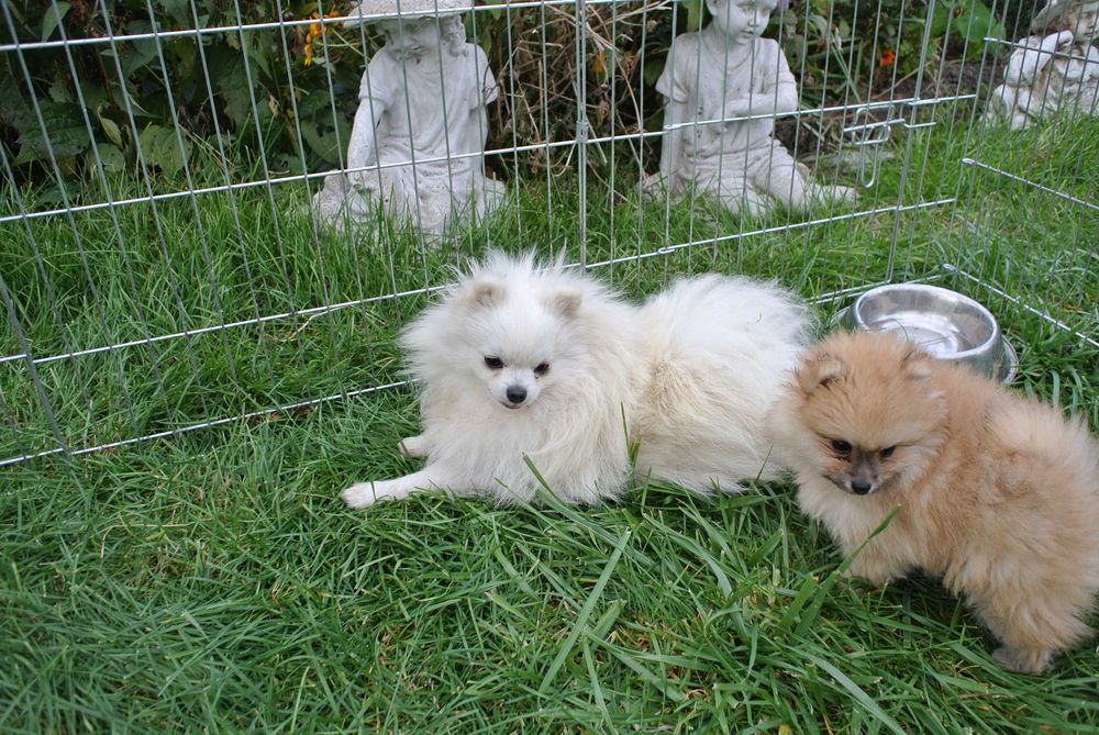 Szpic miniaturowy pomeranian