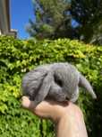 Criador coelhos mini Lop (orelhudos)