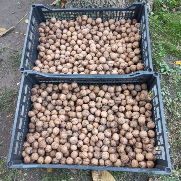 Orzechy włoskie niełuskane