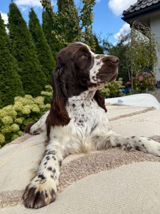 Pies rasy Springer Spaniel Angielski ZKwP FCI