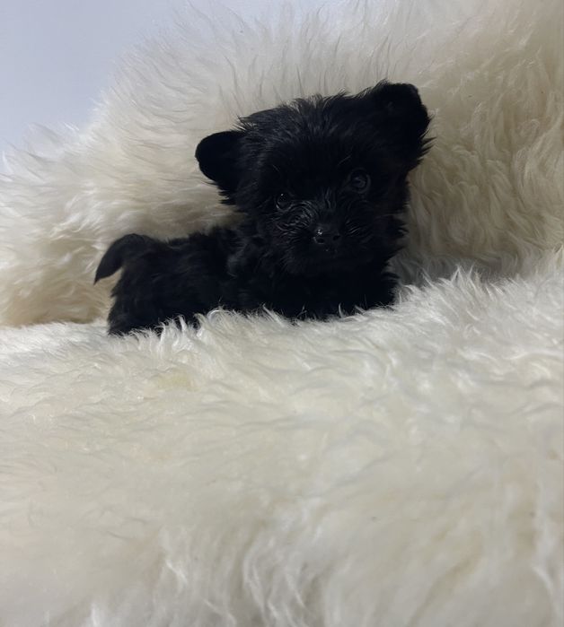 Czarna dziewczynka Yorkshire terrie