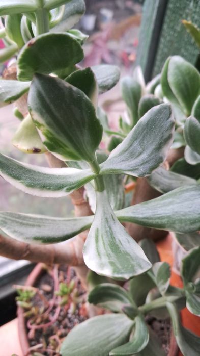 Зрізи 4 шт.Красула триколор блю бьорд блю хейл  голум